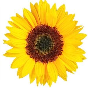 Meet your Posher, La-tasha